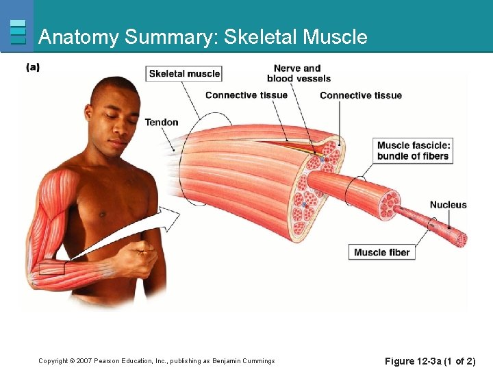 Anatomy Summary: Skeletal Muscle Copyright © 2007 Pearson Education, Inc. , publishing as Benjamin