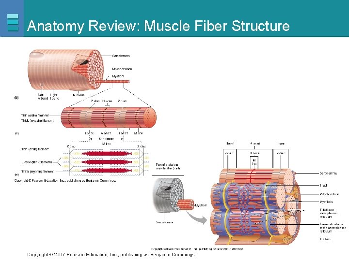 Anatomy Review: Muscle Fiber Structure Copyright © 2007 Pearson Education, Inc. , publishing as