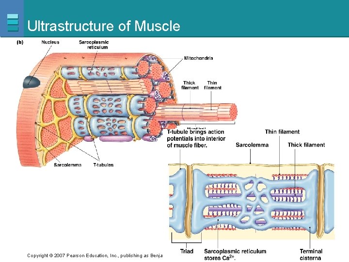 Ultrastructure of Muscle Copyright © 2007 Pearson Education, Inc. , publishing as Benjamin Cummings