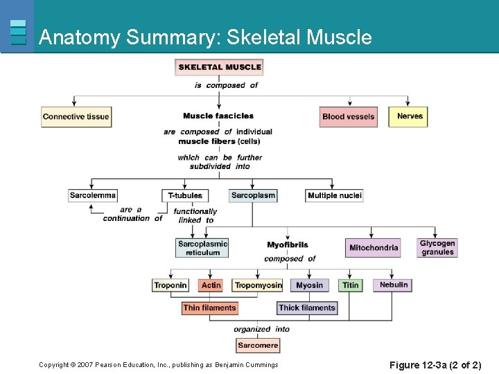 Anatomy Summary: Skeletal Muscle Copyright © 2007 Pearson Education, Inc. , publishing as Benjamin