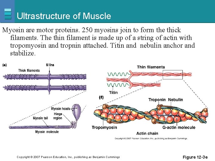 Ultrastructure of Muscle Myosin are motor proteins. 250 myosins join to form the thick