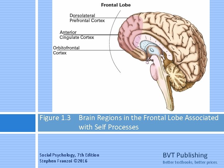 Figure 1. 3 Brain Regions in the Frontal Lobe Associated with Self Processes Social