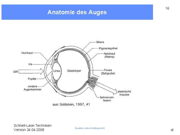 Anatomie des Auges Schnell-Lese-Techniken Version 24. 04. 2008 Quellen siehe Notizansicht 16 