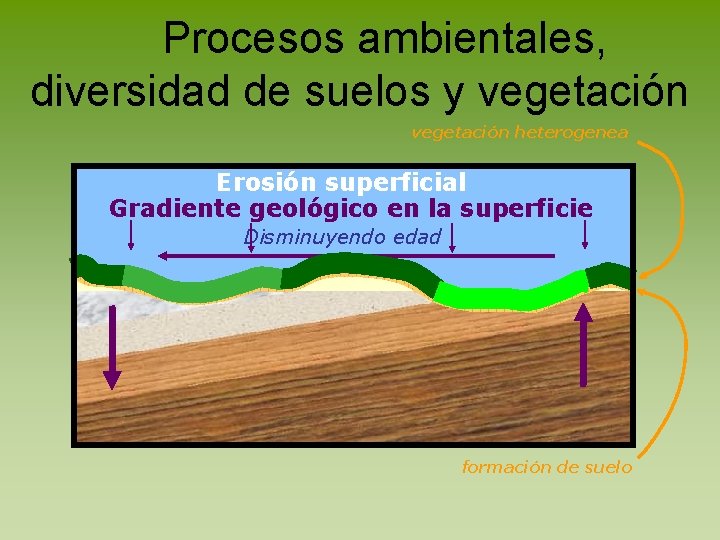Procesos ambientales, diversidad de suelos y vegetación heterogenea Erosión superficial Gradiente geológico en la