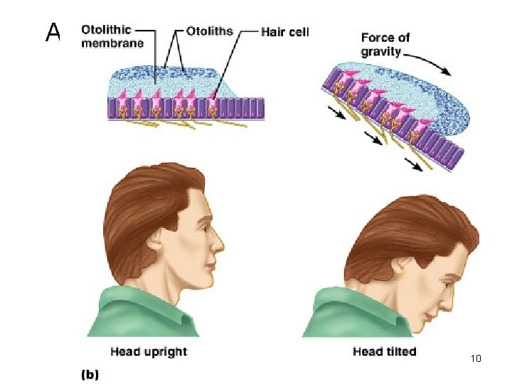 Anatomy and Function of the Otoliths 10 Figure 16. 21 b 