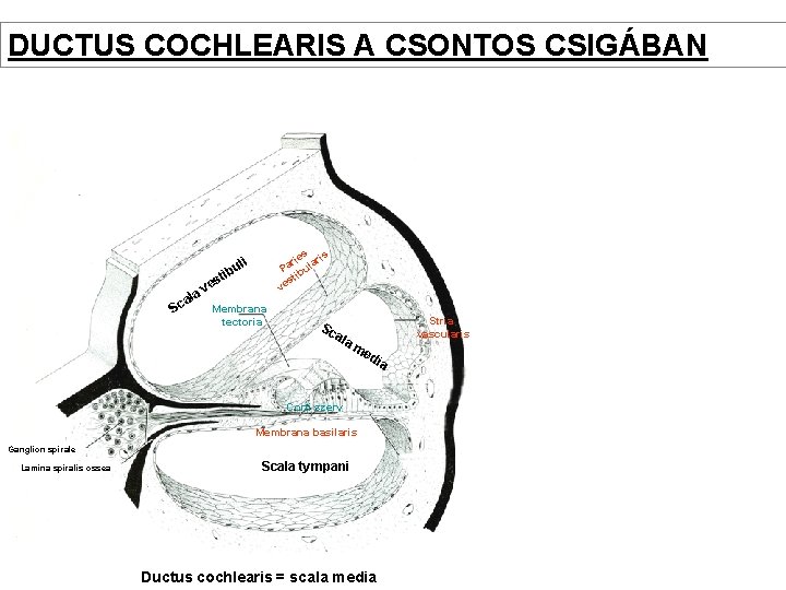 DUCTUS COCHLEARIS A CSONTOS CSIGÁBAN s s rie lari a P ibu st ve