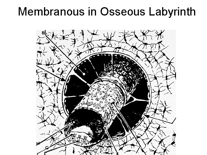 Membranous in Osseous Labyrinth 