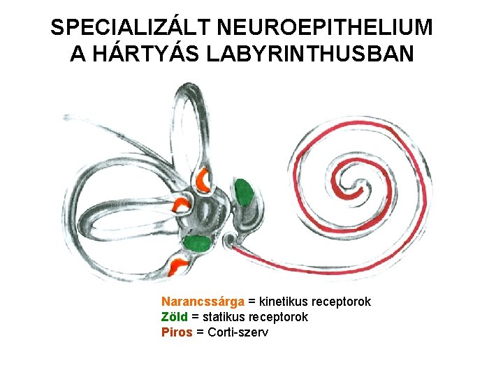 SPECIALIZÁLT NEUROEPITHELIUM A HÁRTYÁS LABYRINTHUSBAN Narancssárga = kinetikus receptorok Zöld = statikus receptorok Piros