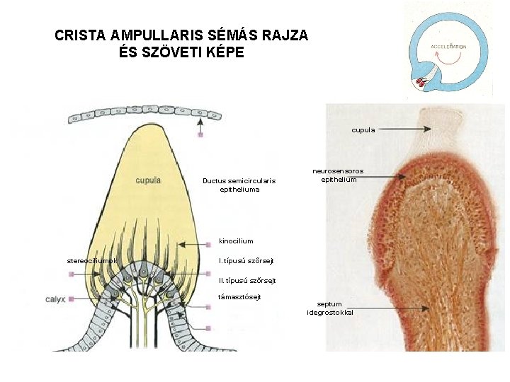 CRISTA AMPULLARIS SÉMÁS RAJZA ÉS SZÖVETI KÉPE cupula Ductus semicircularis epitheliuma neurosensoros epithelium kinocilium