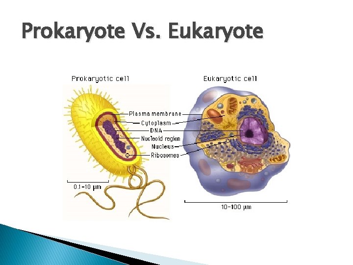 Prokaryote Vs. Eukaryote 