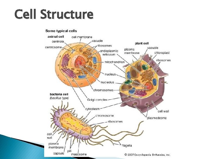 Cell Structure 