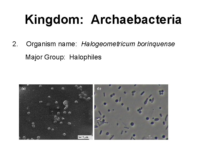 Kingdom: Archaebacteria 2. Organism name: Halogeometricum borinquense Major Group: Halophiles Kingdom: Archaebacteria 2. Organism name: Halogeometricum borinquense Major Group: Halophiles