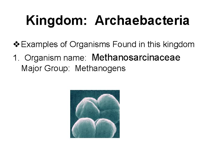 Kingdom: Archaebacteria v Examples of Organisms Found in this kingdom 1. Organism name: Methanosarcinaceae Kingdom: Archaebacteria v Examples of Organisms Found in this kingdom 1. Organism name: Methanosarcinaceae
