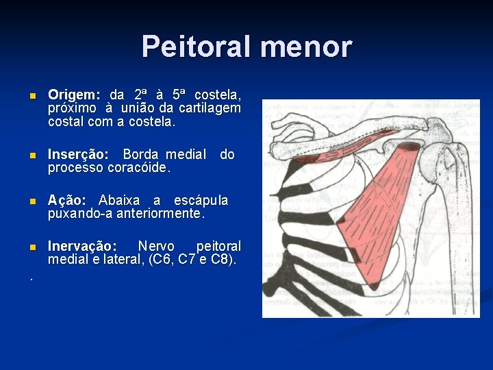 Peitoral menor n Origem: da 2ª à 5ª costela, próximo à união da cartilagem