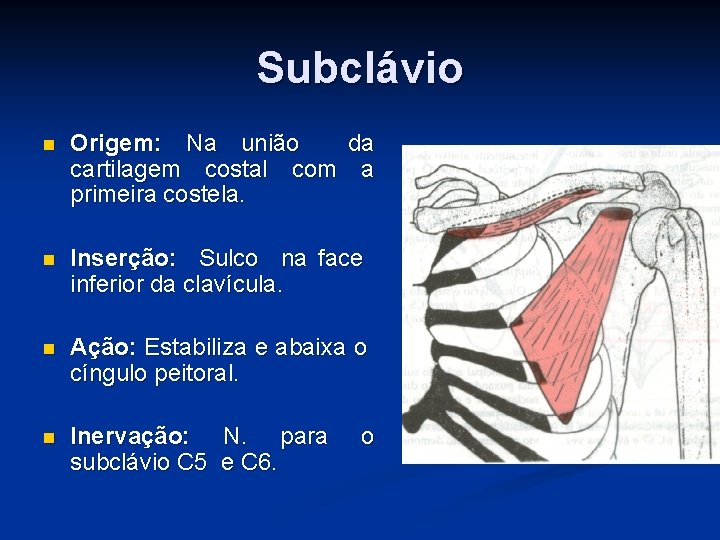 Subclávio n Origem: Na união da cartilagem costal com a primeira costela. n Inserção: