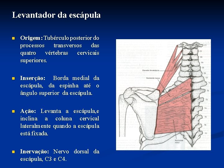 Levantador da escápula n Origem: Tubérculo posterior do processos transversos das quatro vértebras cervicais