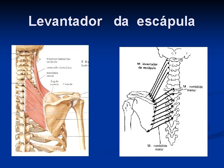 Levantador da escápula 