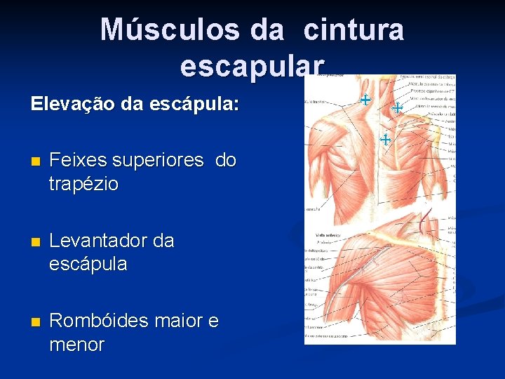 Músculos da cintura escapular Elevação da escápula: n Feixes superiores do trapézio n Levantador