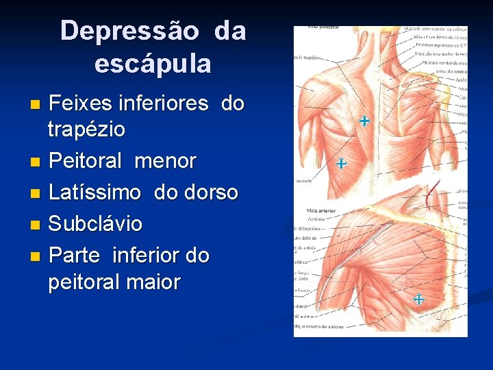 Depressão da escápula Feixes inferiores do trapézio n Peitoral menor n Latíssimo do dorso