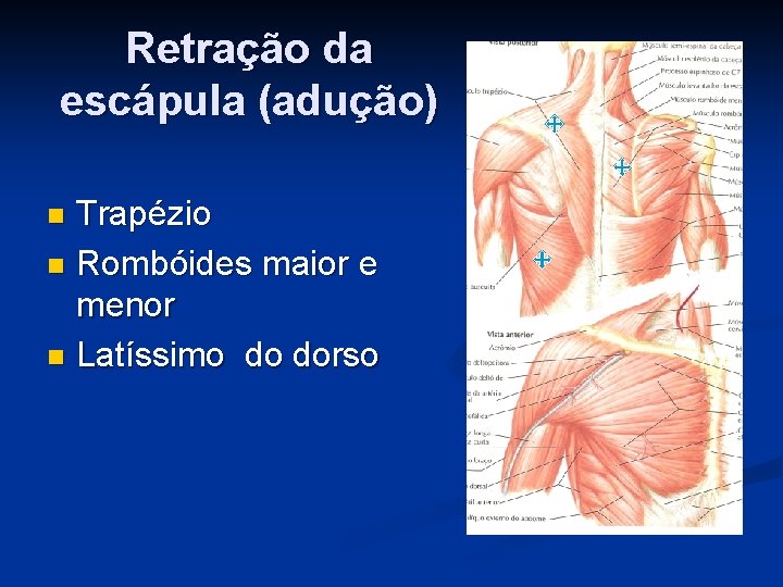 Retração da escápula (adução) Trapézio n Rombóides maior e menor n Latíssimo do dorso