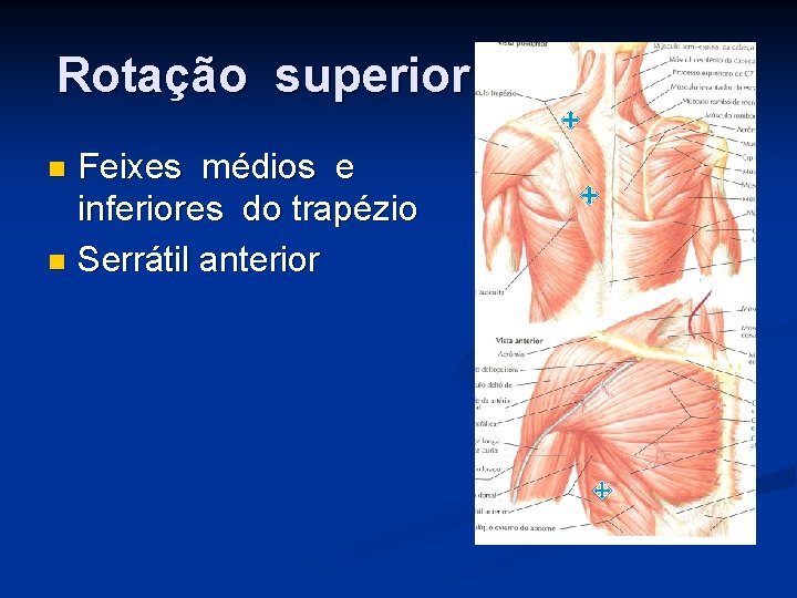 Rotação superior Feixes médios e inferiores do trapézio n Serrátil anterior n 