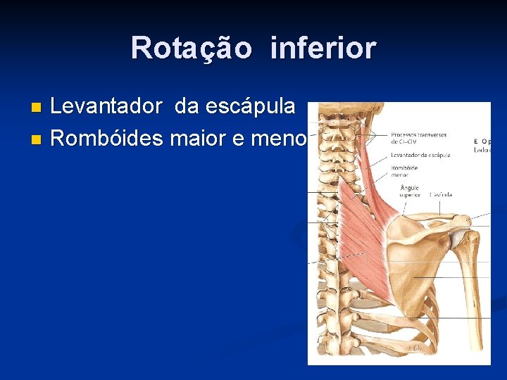 Rotação inferior Levantador da escápula n Rombóides maior e menor n 