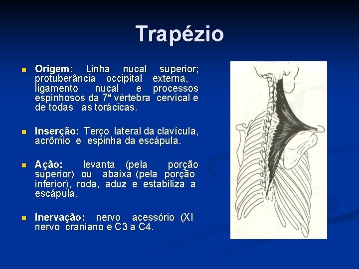 Trapézio n Origem: Linha nucal superior; protuberância occipital externa, ligamento nucal e processos espinhosos