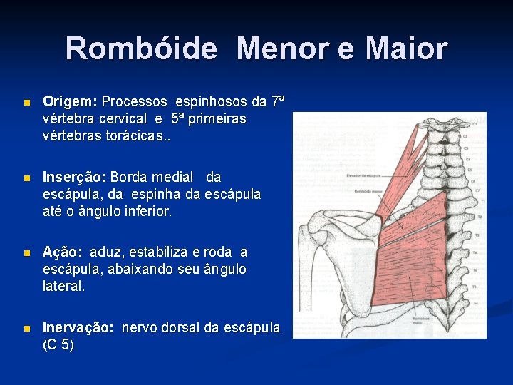 Rombóide Menor e Maior n Origem: Processos espinhosos da 7ª vértebra cervical e 5ª