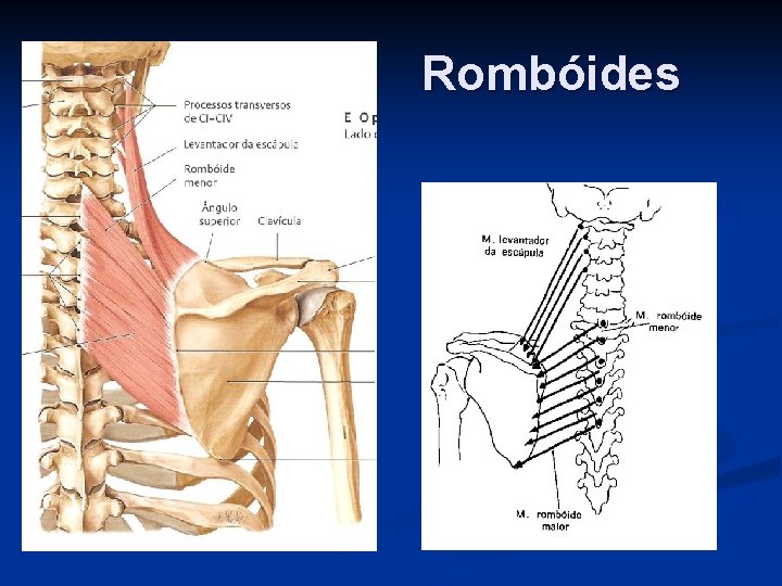 Rombóides 