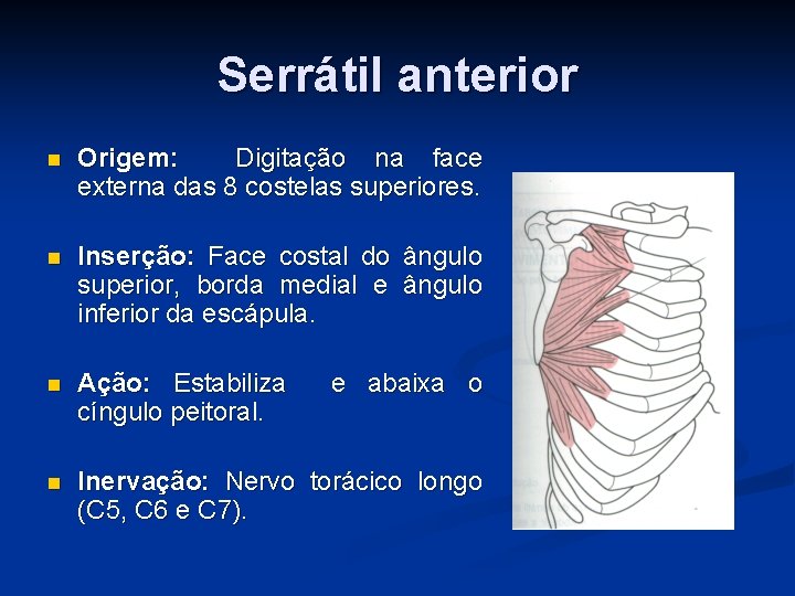 Serrátil anterior n Origem: Digitação na face externa das 8 costelas superiores. n Inserção: