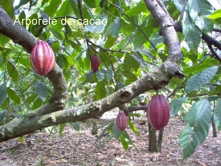 Arborele de cacao 