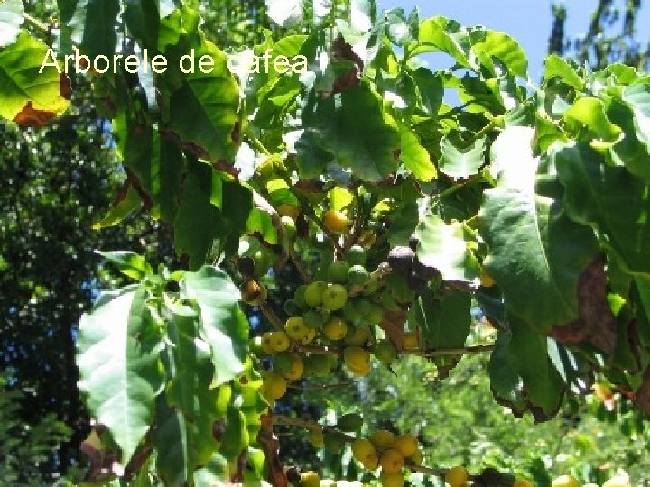 Arborele de cafea 