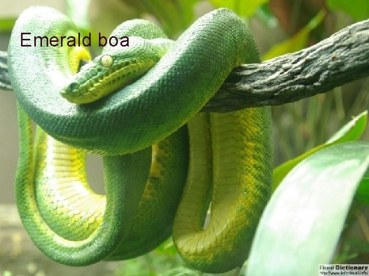 Emerald boa 