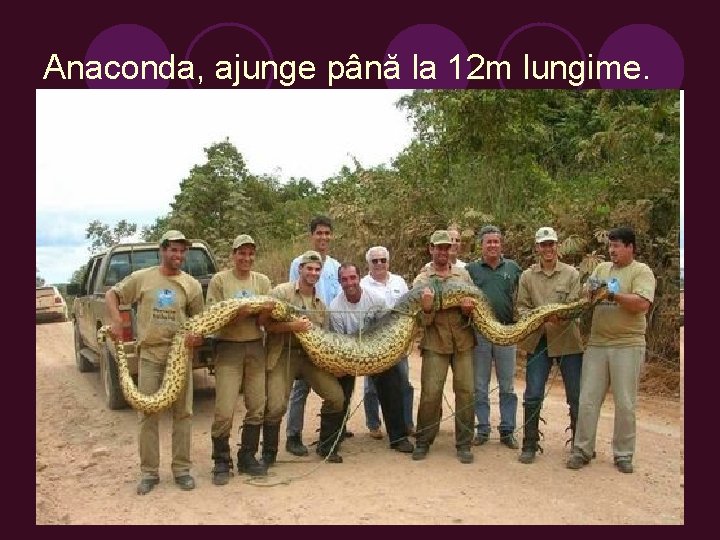 Anaconda, ajunge până la 12 m lungime. 