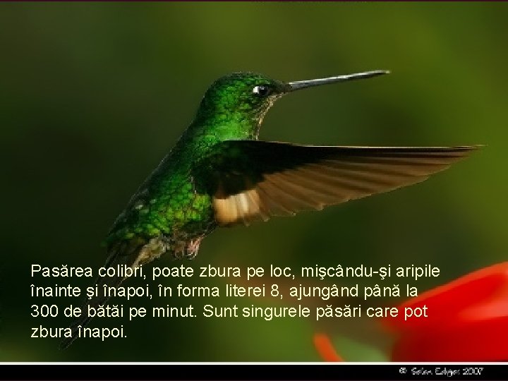 Pasărea colibri, poate zbura pe loc, mişcându-şi aripile înainte şi înapoi, în forma literei