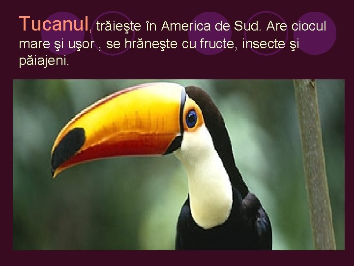 Tucanul, trăieşte în America de Sud. Are ciocul mare şi uşor , se hrăneşte