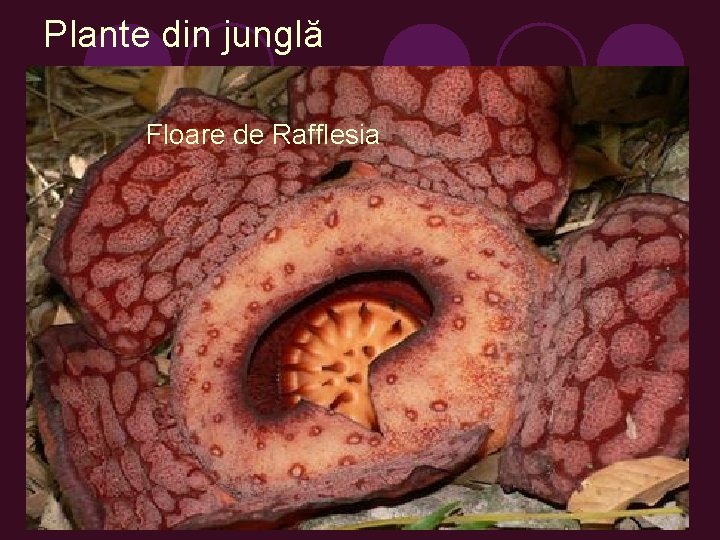 Plante din junglă Floare de Rafflesia 