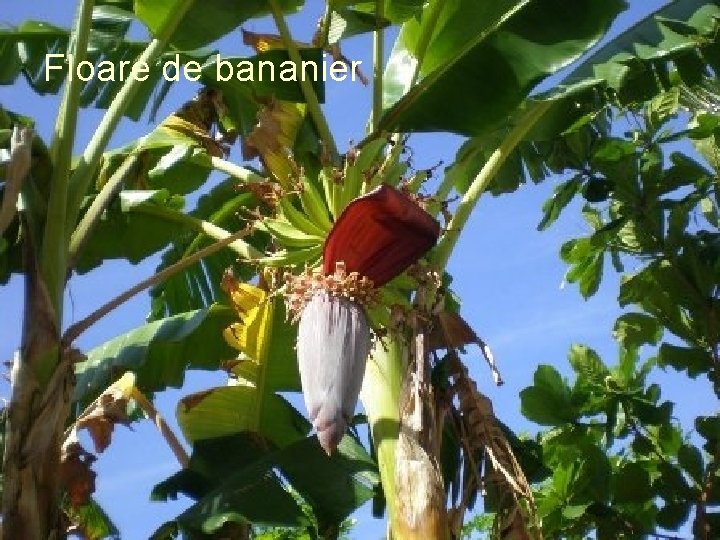 Floare de bananier 