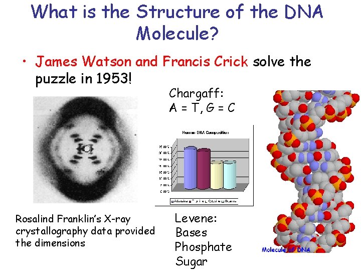 What is the Structure of the DNA Molecule? • James Watson and Francis Crick