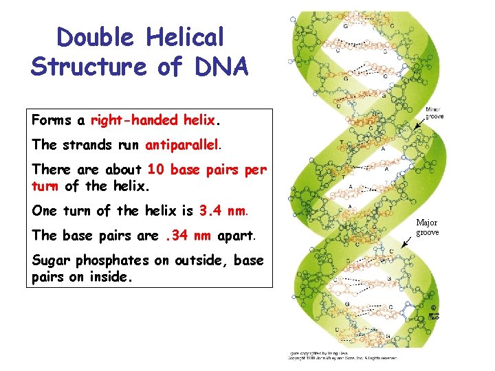 Complementary base pairing GC and AT DNA Packing