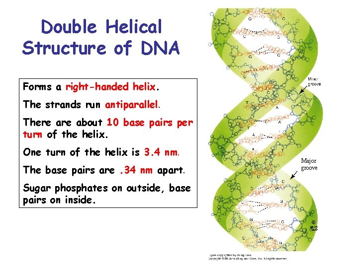 Double Helical Structure of DNA Forms a right-handed helix. The strands run antiparallel. There