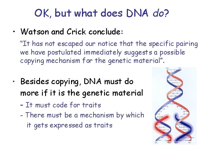 OK, but what does DNA do? • Watson and Crick conclude: “It has not