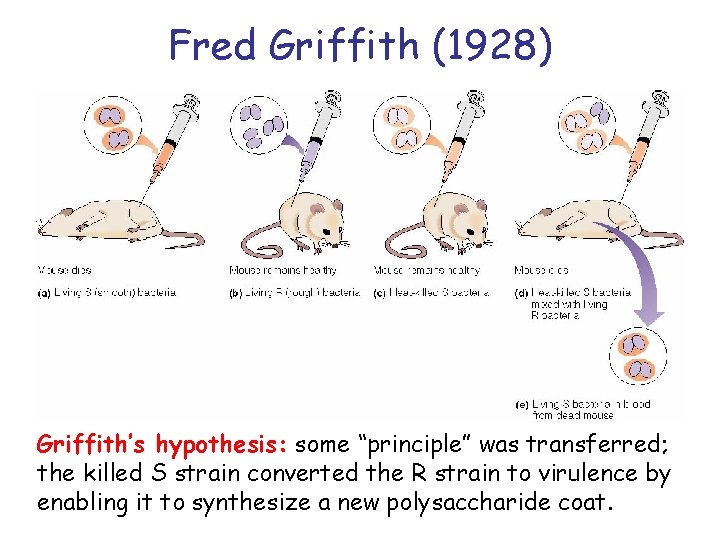 Fred Griffith (1928) Griffith’s hypothesis: some “principle” was transferred; the killed S strain converted