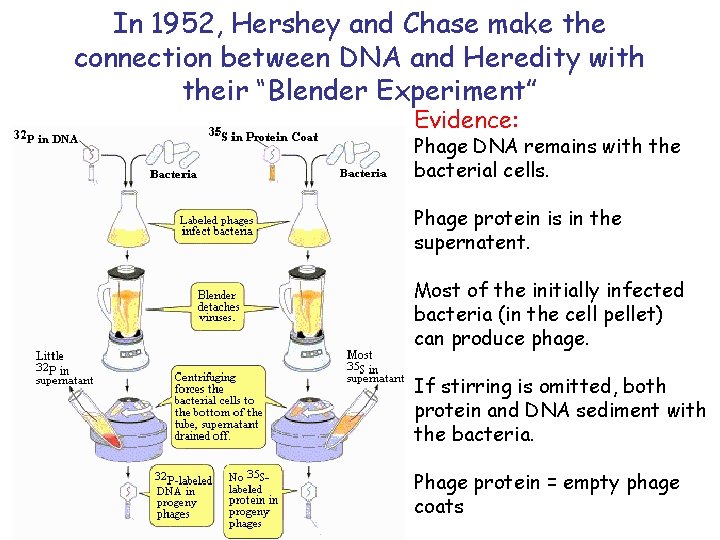 In 1952, Hershey and Chase make the connection between DNA and Heredity with their