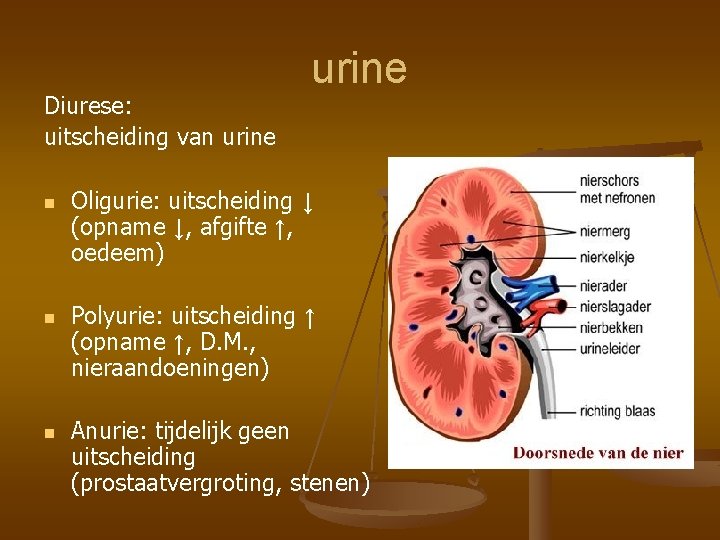Diurese: uitscheiding van urine n n n urine Oligurie: uitscheiding ↓ (opname ↓, afgifte