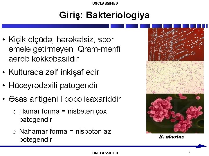 UNCLASSIFIED Giriş: Bakteriologiya • Kiçik ölçüdə, hərəkətsiz, spor əmələ gətirməyən, Qram-mənfi aerob kokkobasildir •