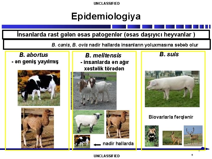 UNCLASSIFIED Epidemiologiya İnsanlarda rast gələn əsas patogenlər (əsas daşıyıcı heyvanlar ) B. canis, B.