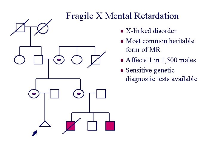 Fragile X Mental Retardation · X-linked disorder · Most common heritable form of MR