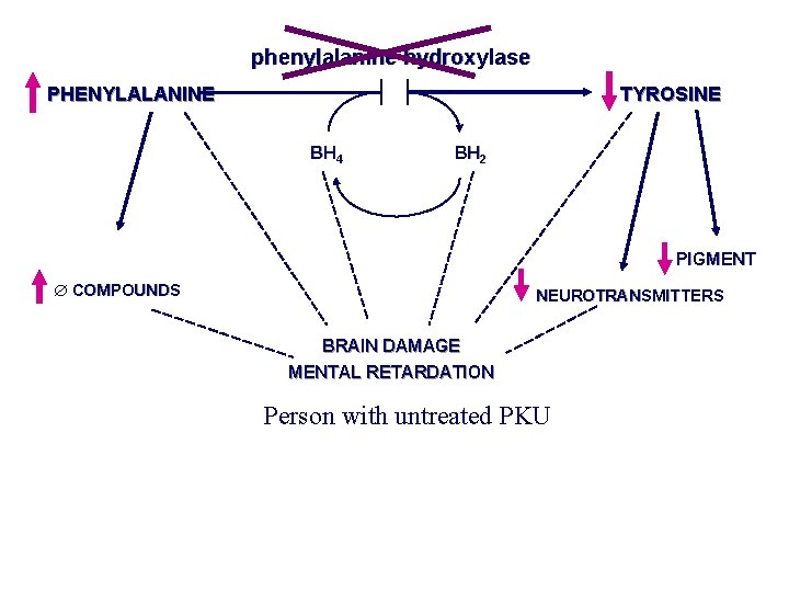 phenylalanine hydroxylase PHENYLALANINE TYROSINE BH 4 BH 2 PIGMENT COMPOUNDS NEUROTRANSMITTERS BRAIN DAMAGE MENTAL