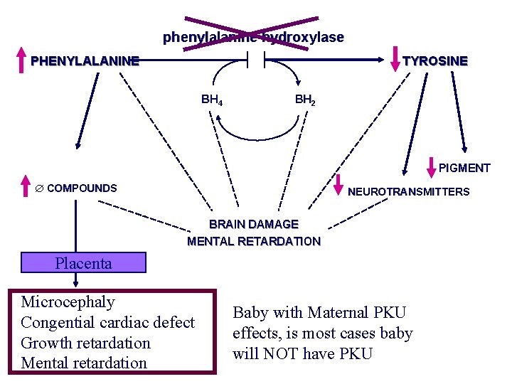 phenylalanine hydroxylase PHENYLALANINE TYROSINE BH 4 BH 2 PIGMENT COMPOUNDS NEUROTRANSMITTERS BRAIN DAMAGE MENTAL